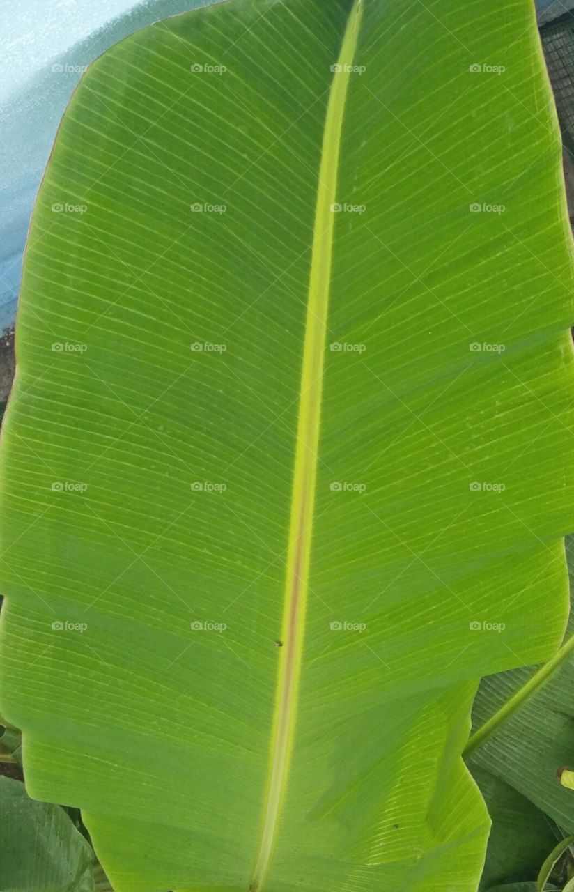 banana leaf