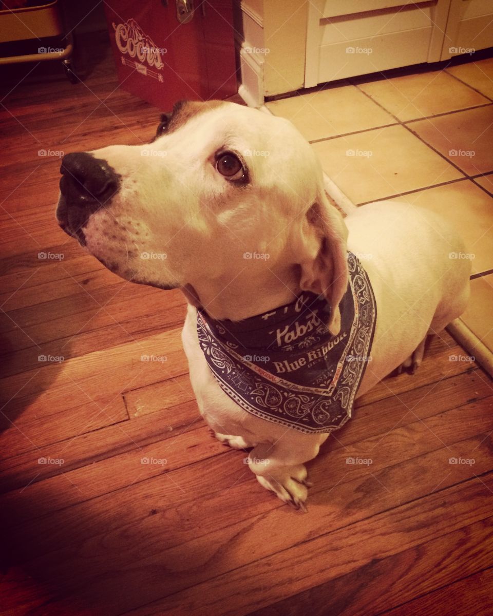 Boris loves his Pabst bandana 