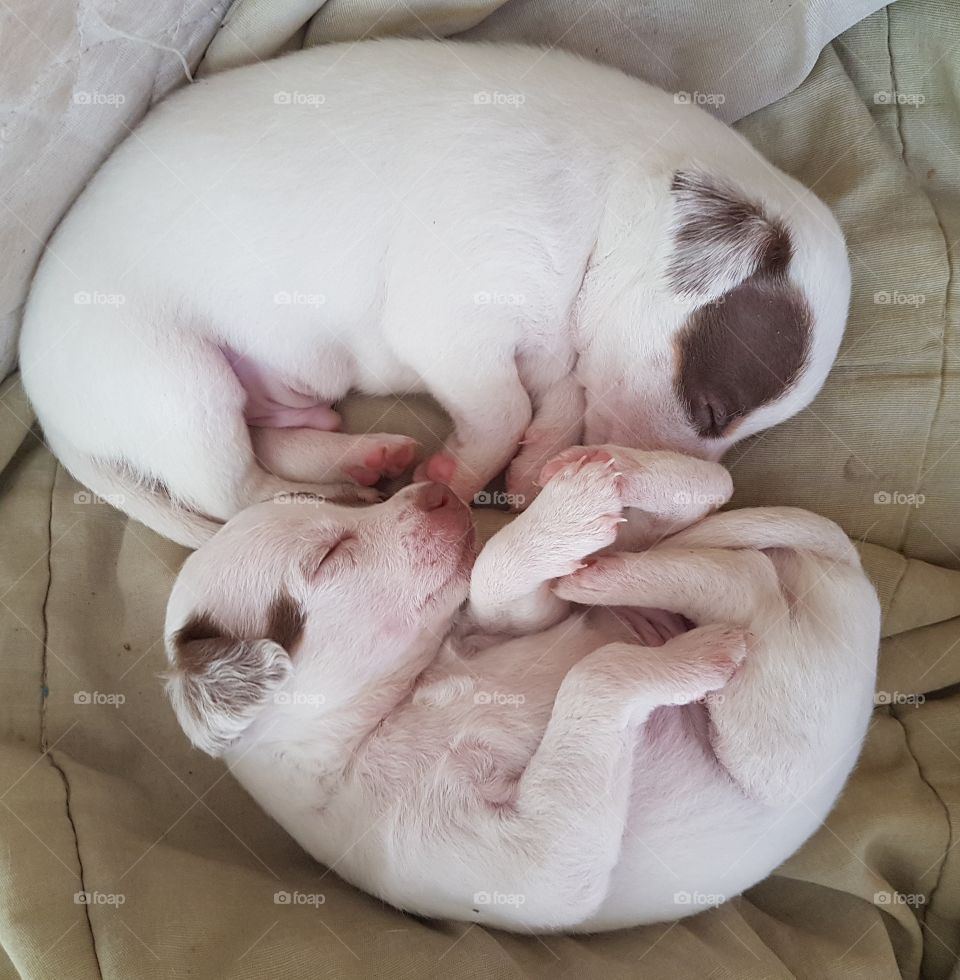 dogs sleeping