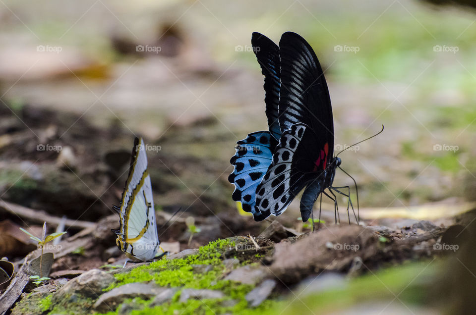 colourful butterflies