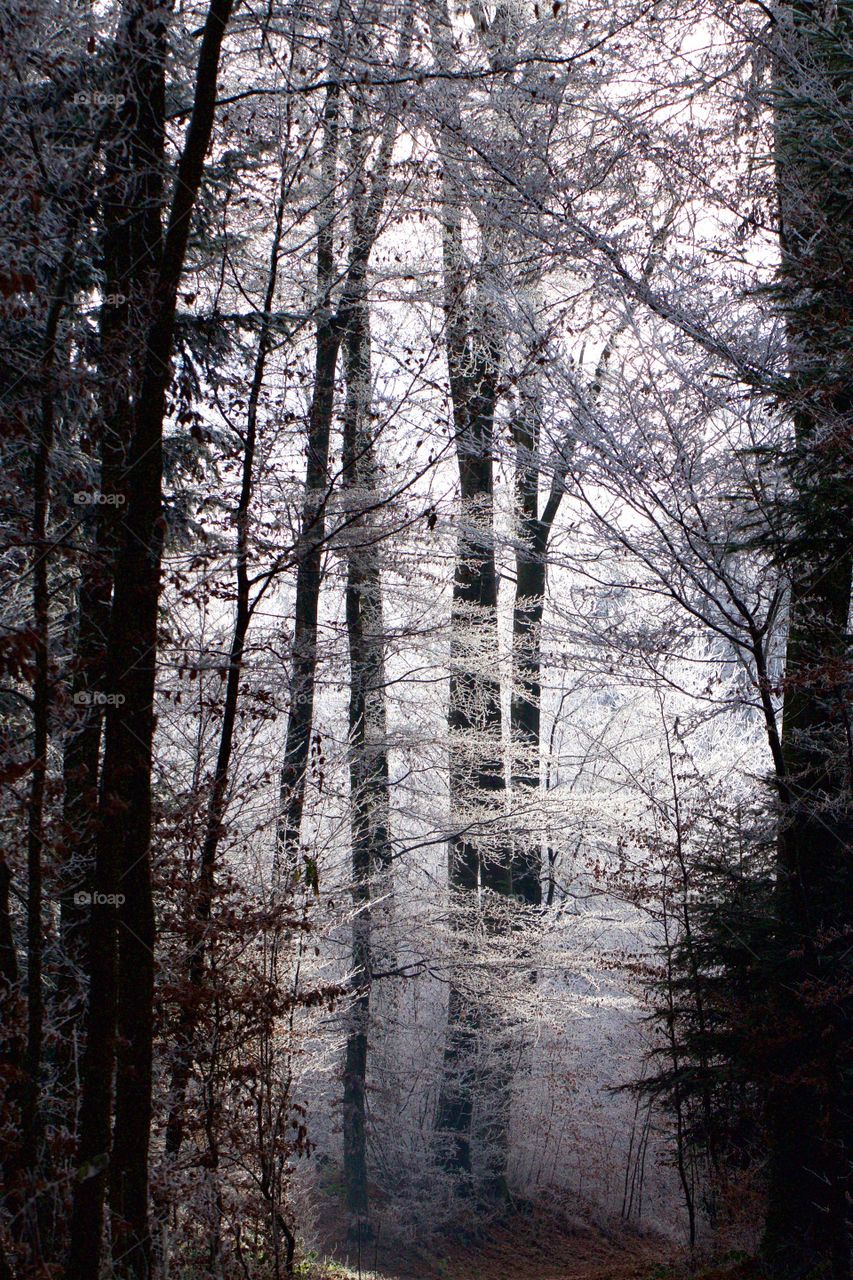 Scenic view of forest during winter