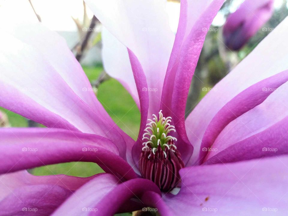 magnolia blossom close-up