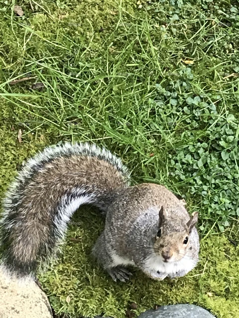 A hungry squirrel I shot from my back porch. He was waiting on his peanuts.