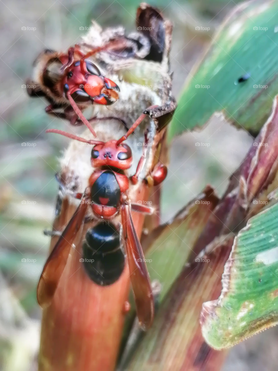 wasp, or German yellowjacket) is a species of wasp found in much of the Northern Hemisphere, native to Europe, Northern Africa, and temperate Asia.