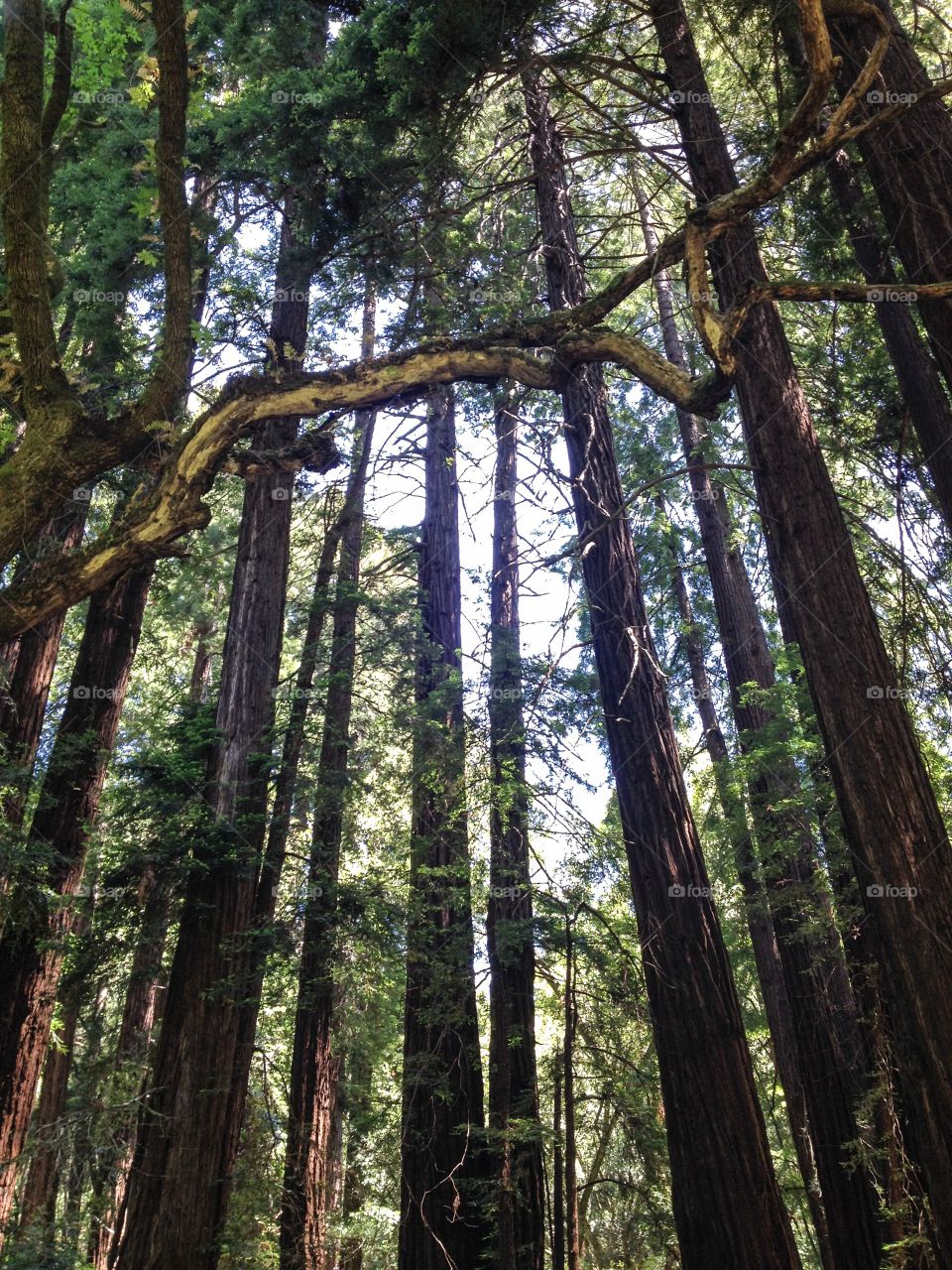 Looking Up at Trees