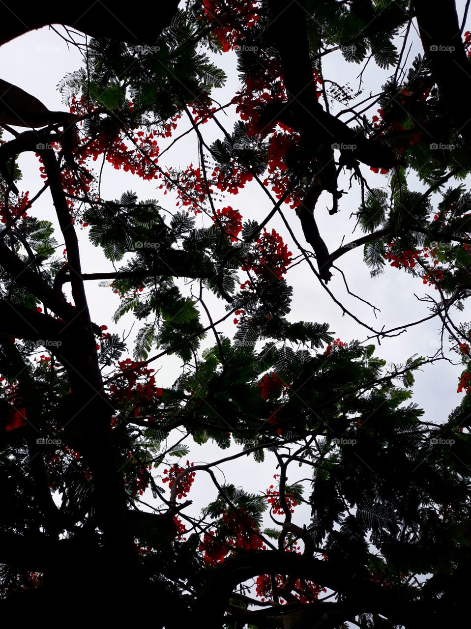 tree with red flowers