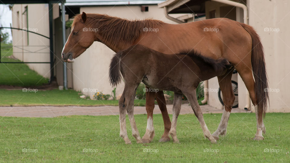 baby horse suckling