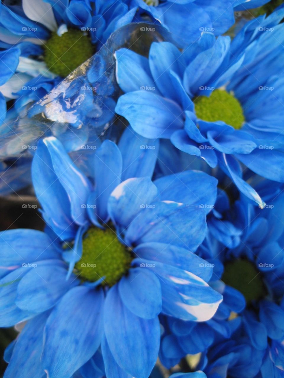 Blue flower close up 