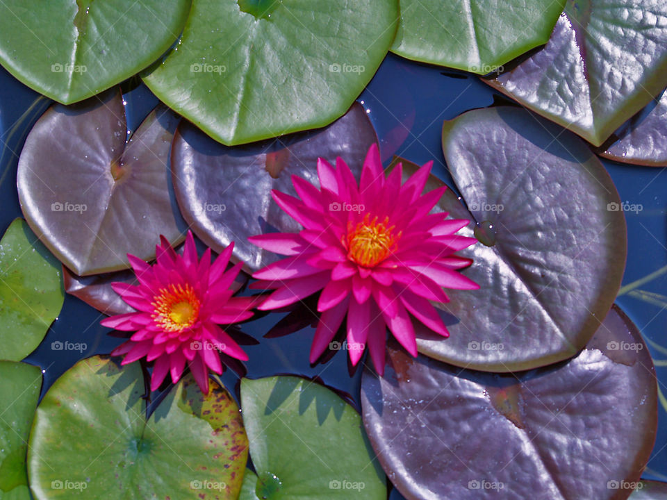 pink water lilies with purple and green leaves on a pond