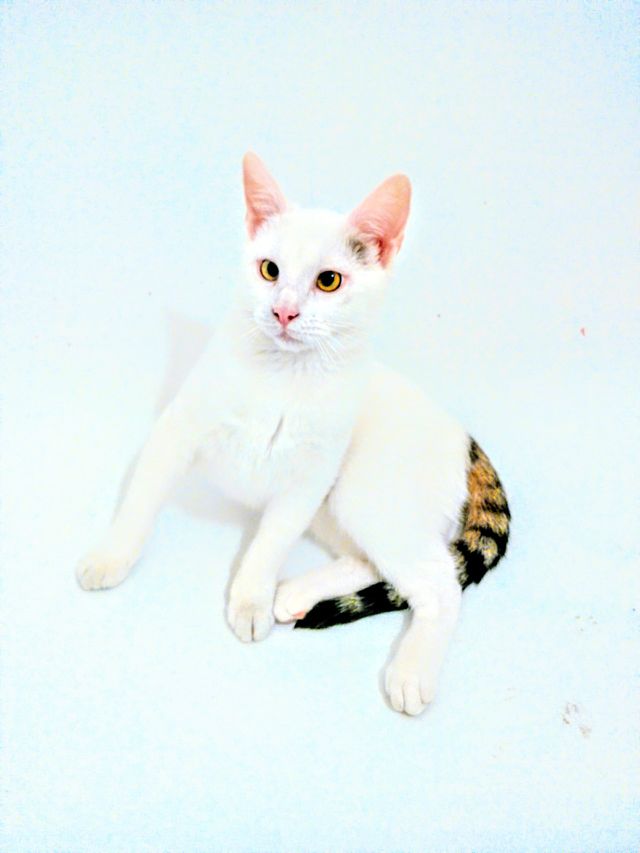 White cat