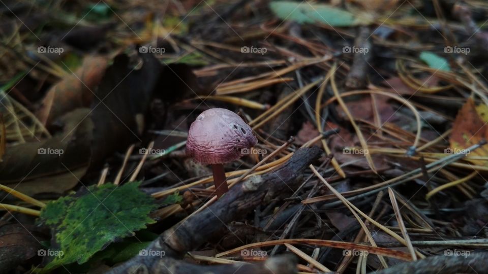 Adorable mushroom standing alone