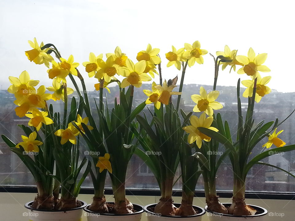 Yellow Daffodils !!. my spring daffs
