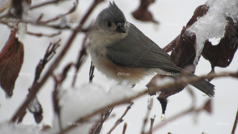 Tufted Titmouse