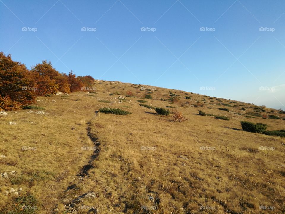 Yellow vegetation on a hiking trail