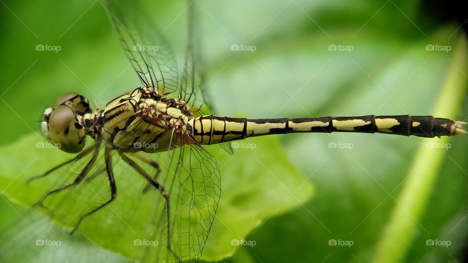 A yellow striped dragonfly is resting on a leaf. Watch out, it will catch you later.  It can think that you are its prey.