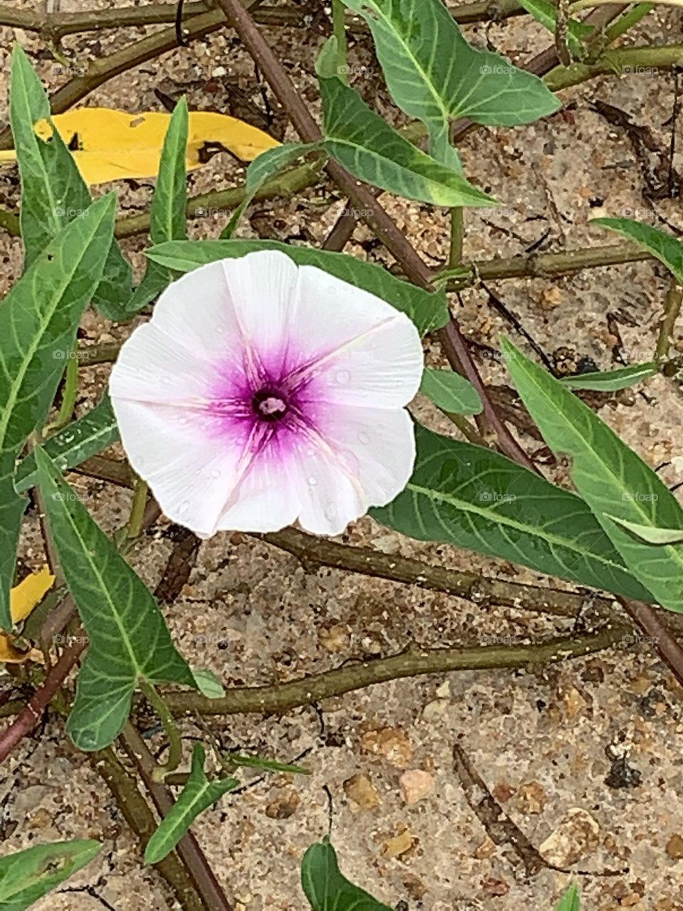 Plants around us.