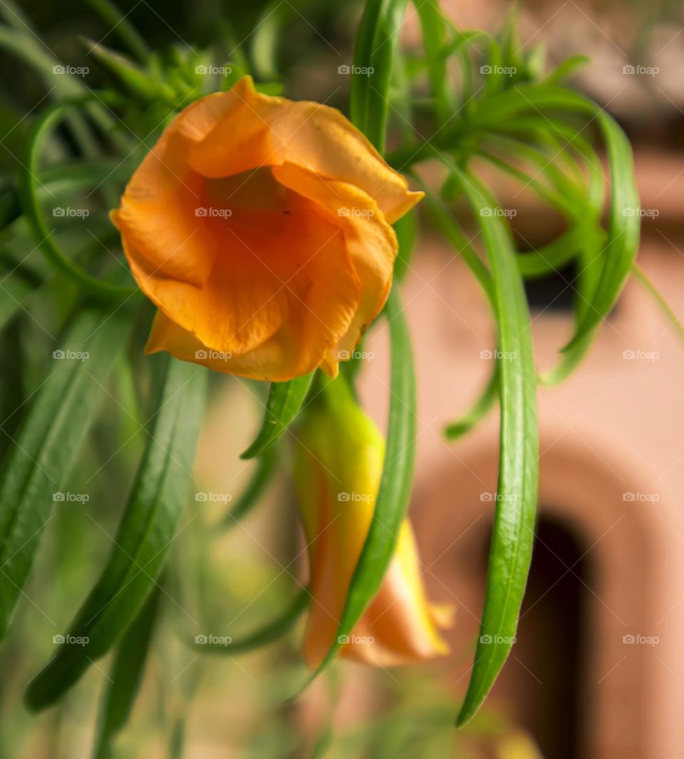 orange flower on the tree