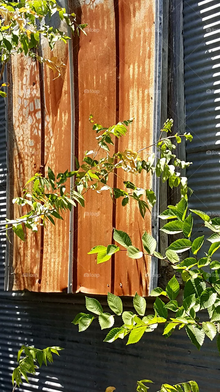 rust