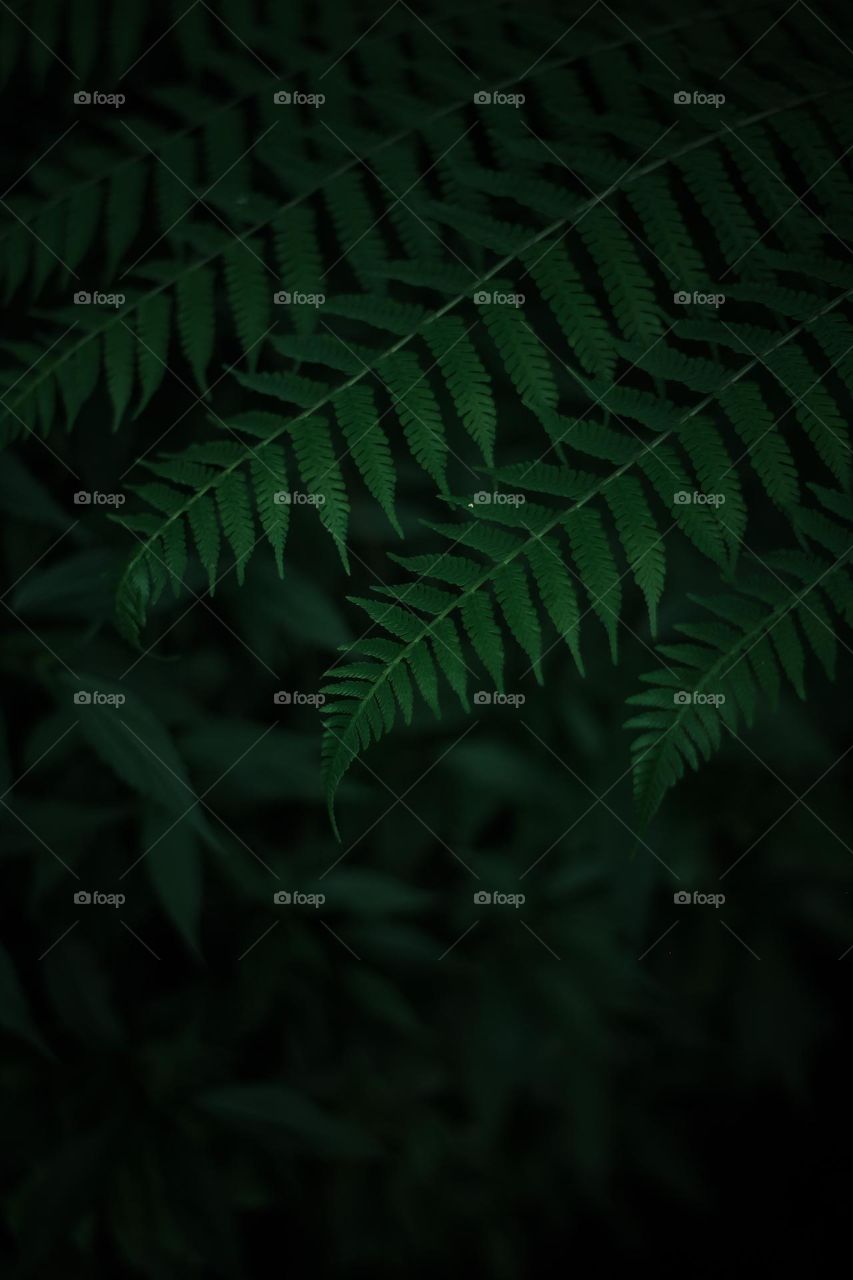 Green forest leaves 