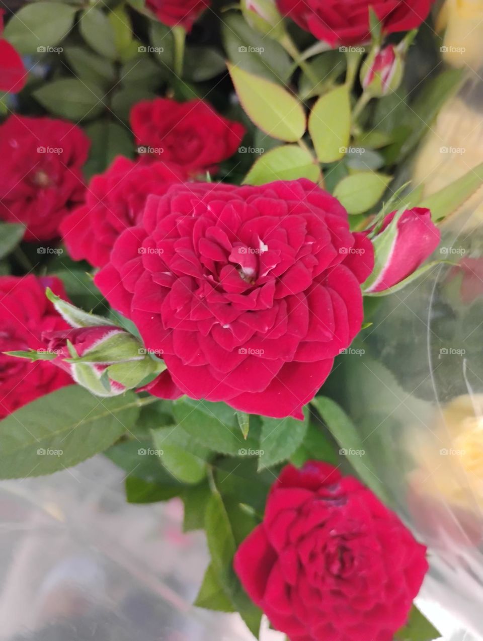 Rosas vermelhas, belas, encantadoras e vibrantes. A Rosa é conhecida como a rainha das flores, por ser muito apreciada e utilizada desde da Antiguidade, é símbolo universal do amor!