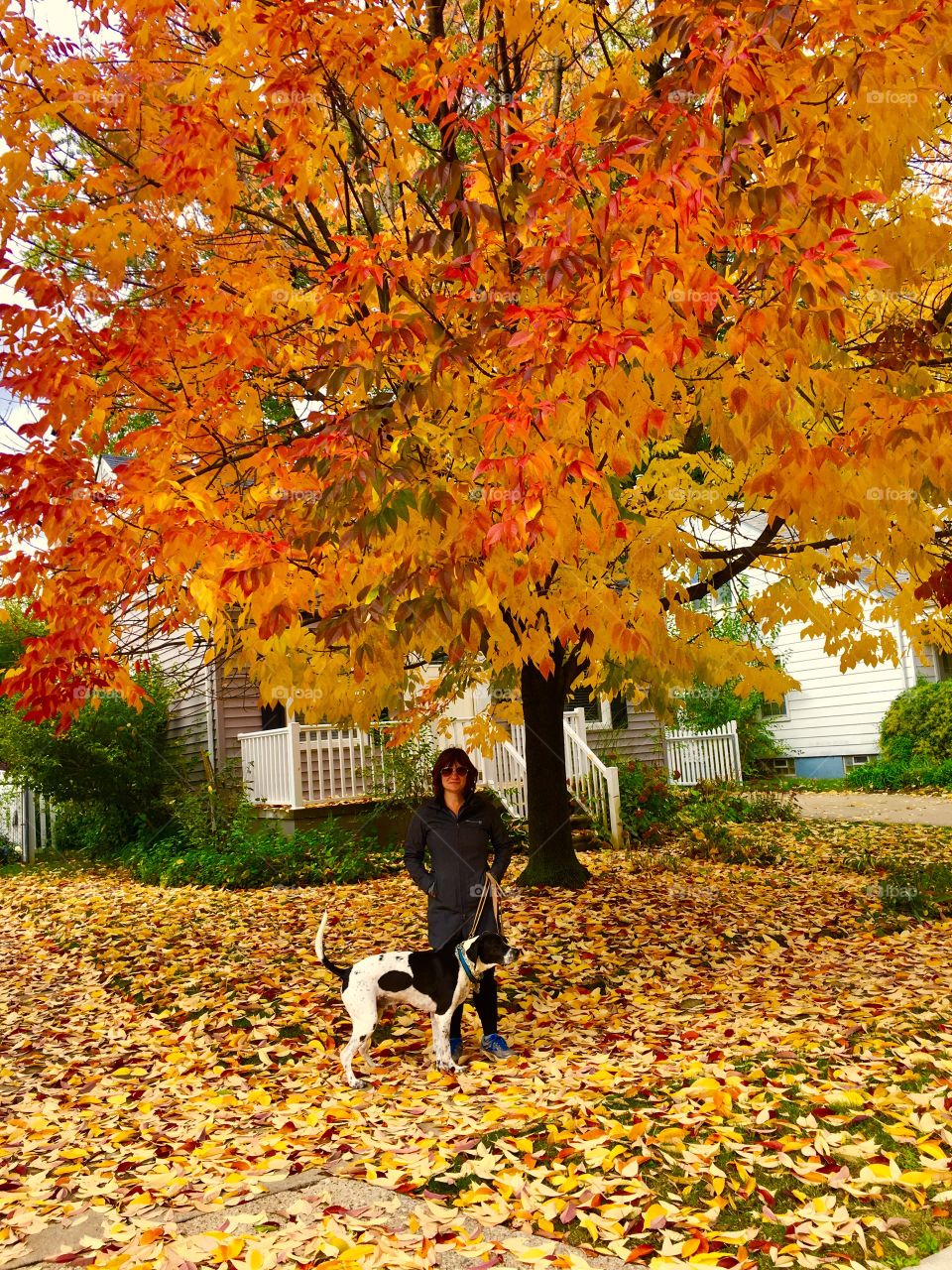 Dog walker in the fall in MI