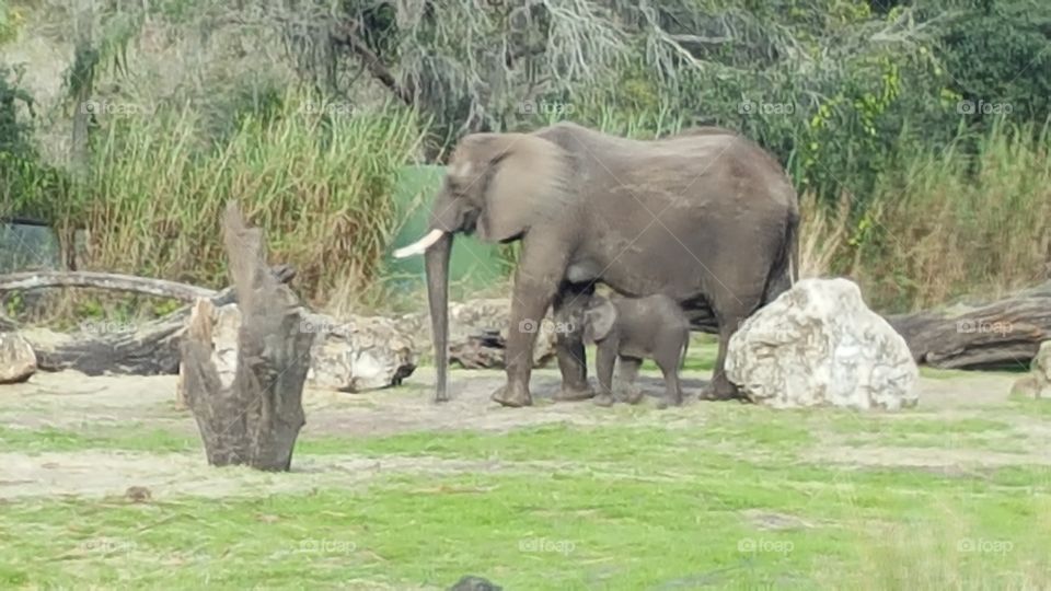 An elephant and her calf makes their way through the plains at Animal Kingdom at the Walt Disney World Resort in Orlando, Florida.