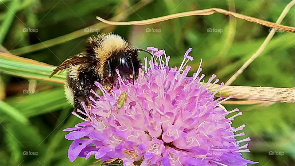Bumblebee on the flower 