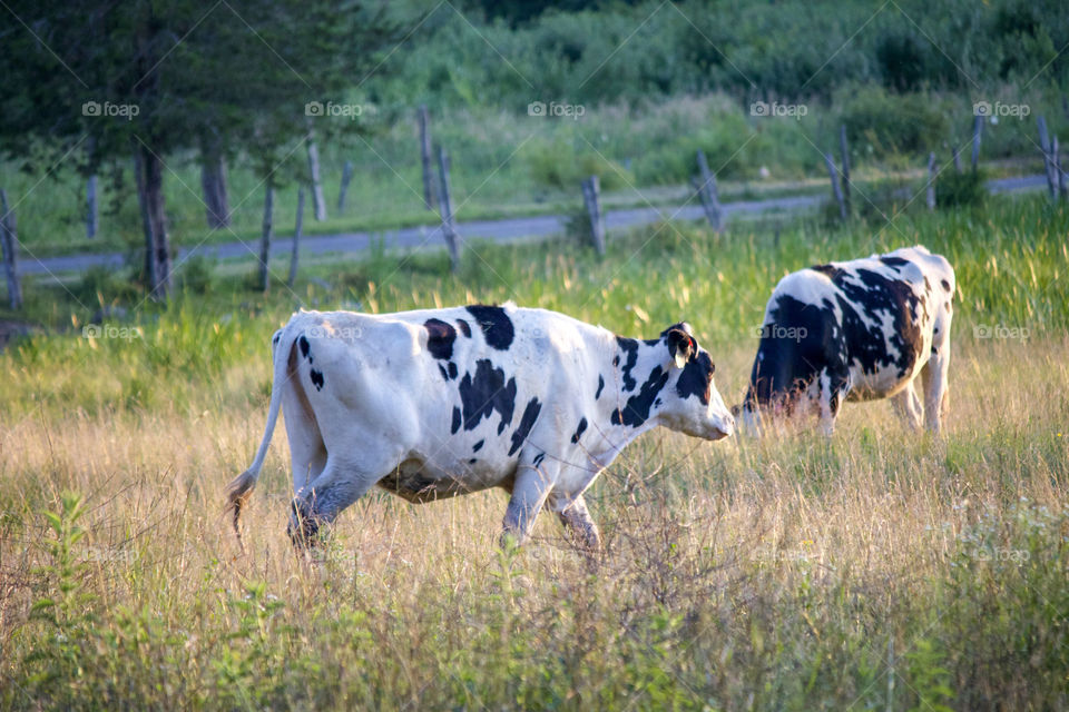 Countryside cows