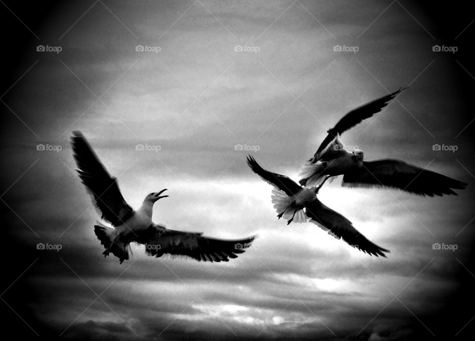 Seagulls 