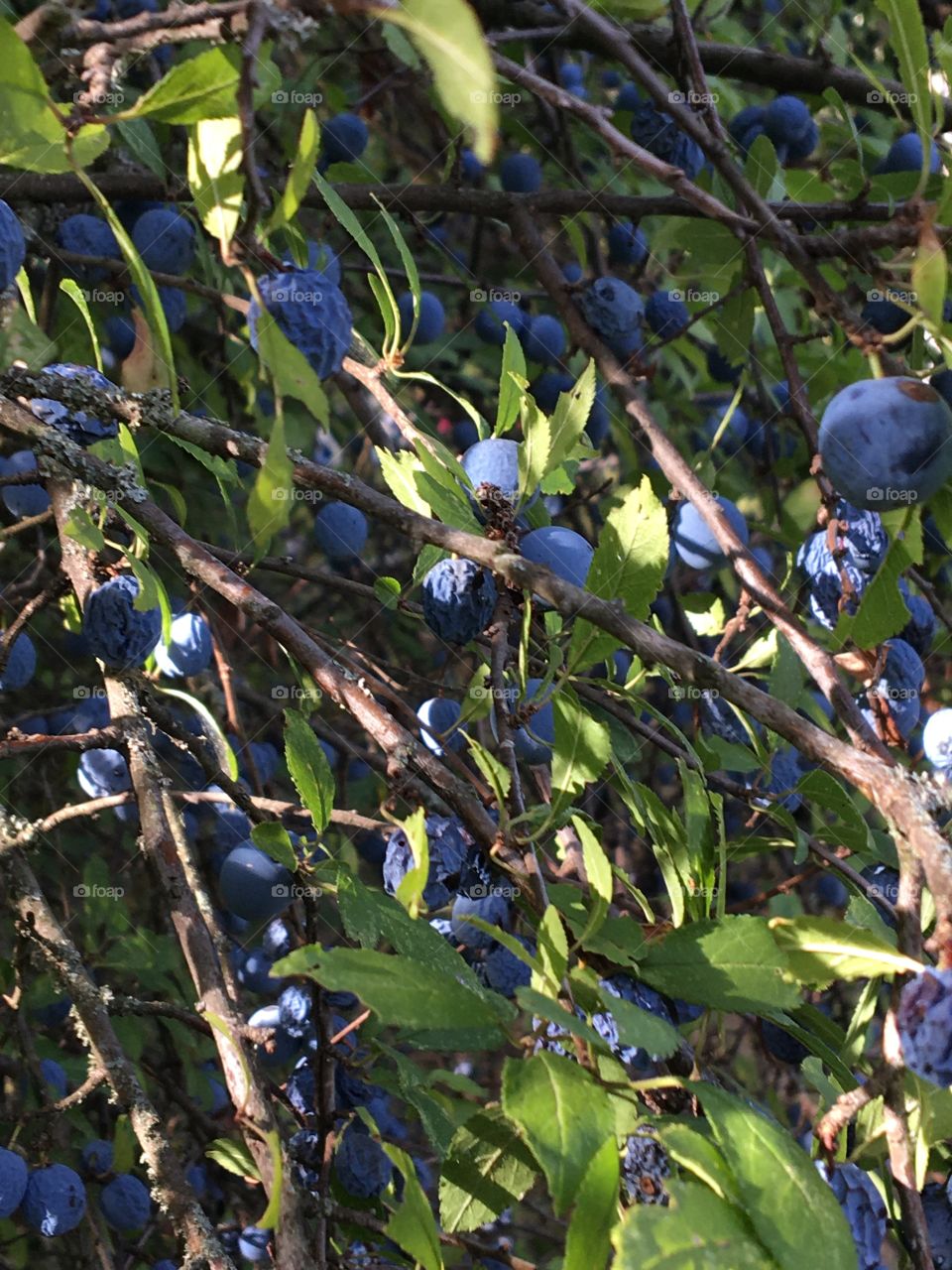 Wild blue berries 