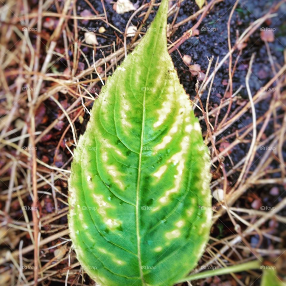 Christmas tree on a leave