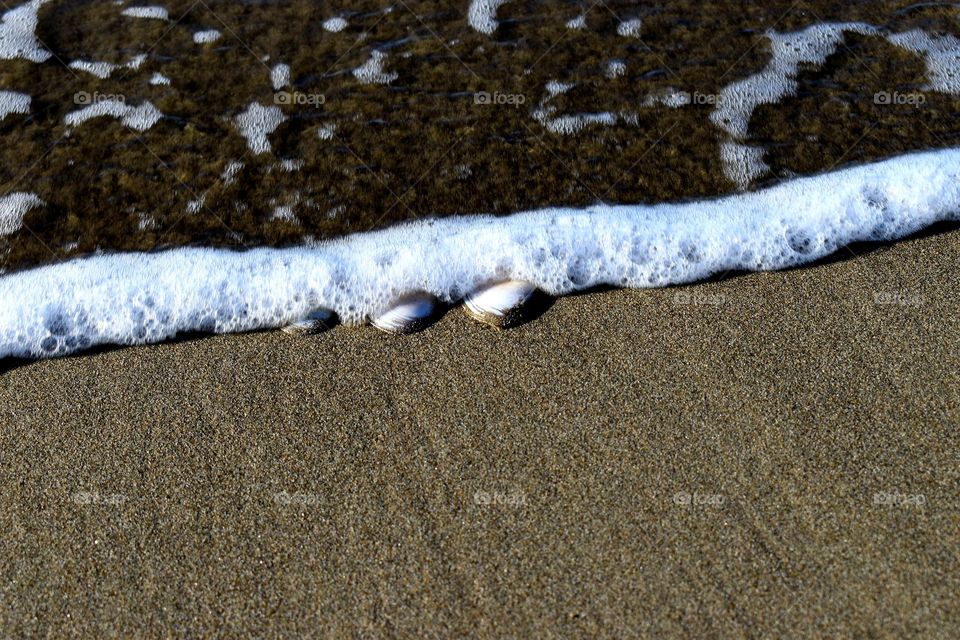 three shells watered by sea