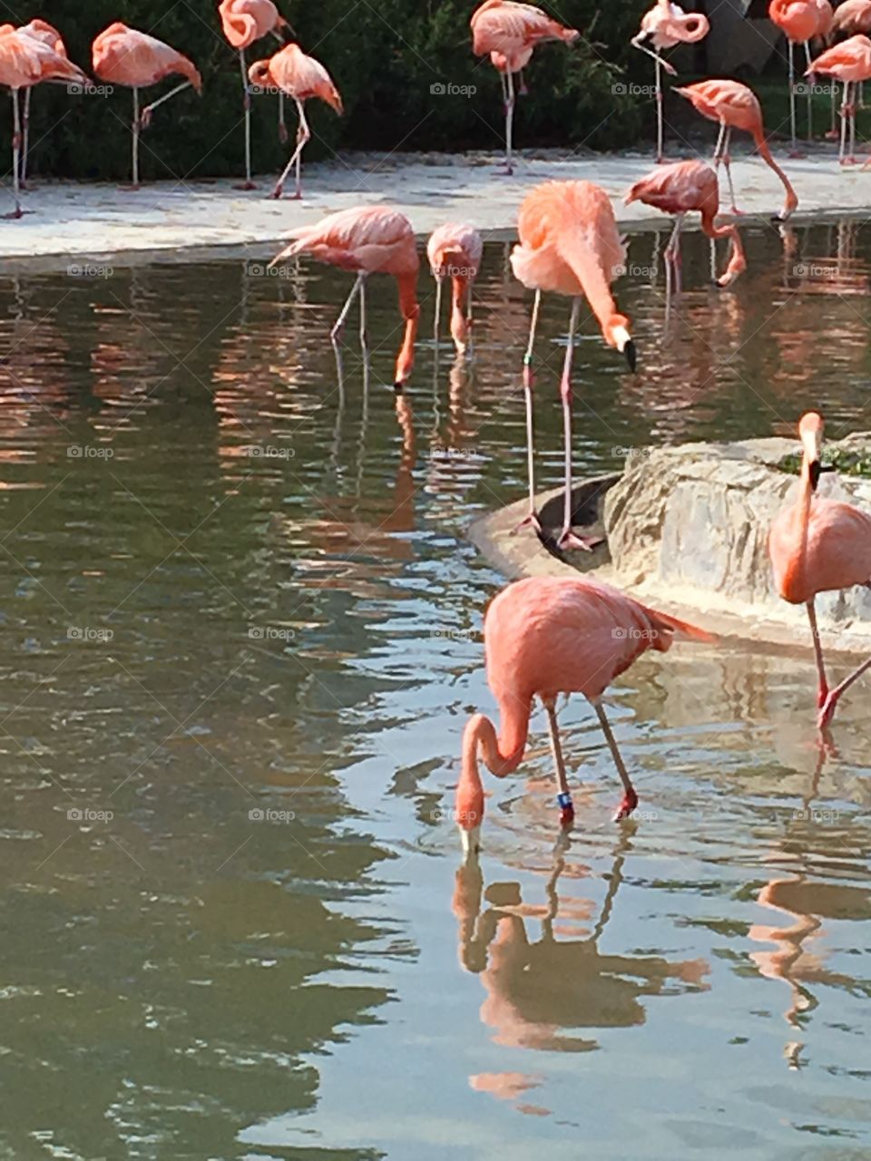 Flamingos at the San Diego Zoo. Elegant birds with their beautiful color and long legs! 