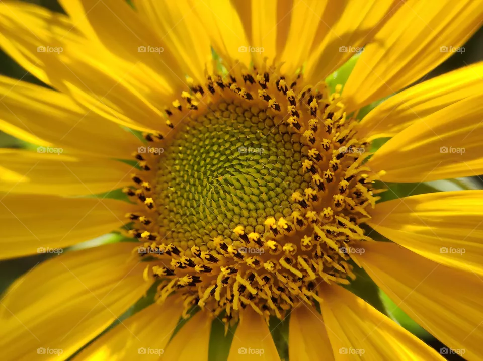 sunflower