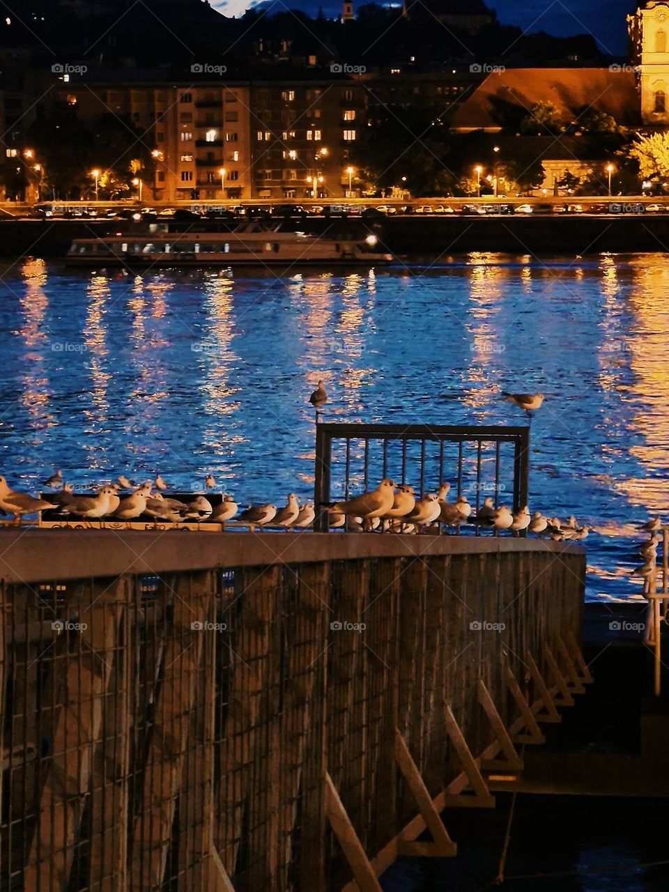 seagulls at Budapest