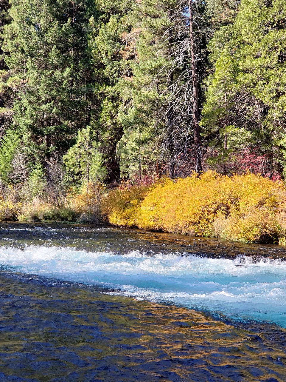 Stunning fall colors on the riverbanks of the turquoise waters of the Metolius River at Wizard Falls in Central Oregon on a sunny autumn morning. 