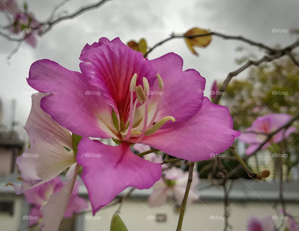 pink flower