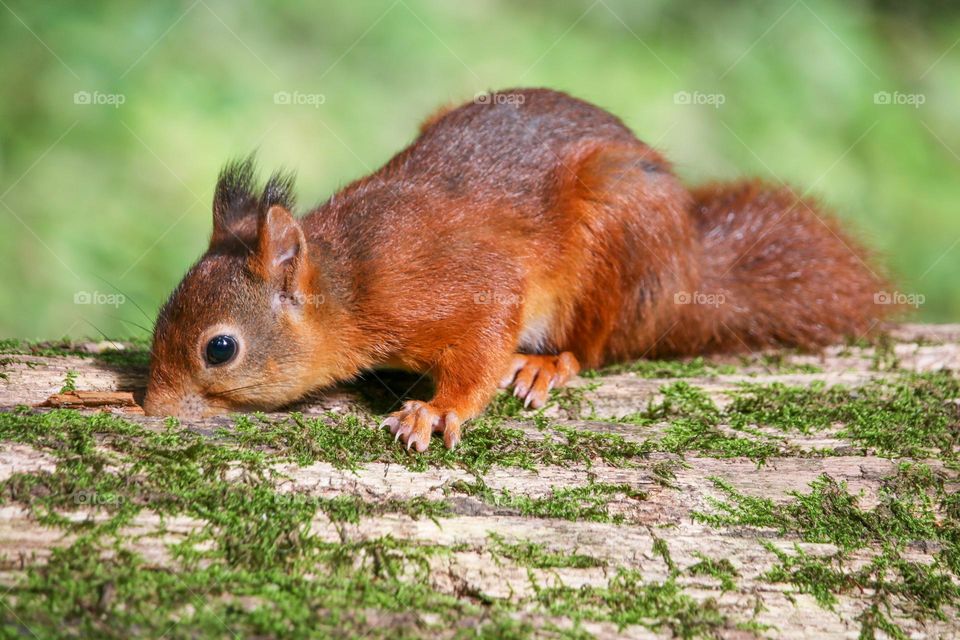 Red squirrel portrait in nature