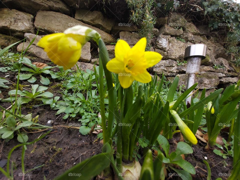Mini jonquilles