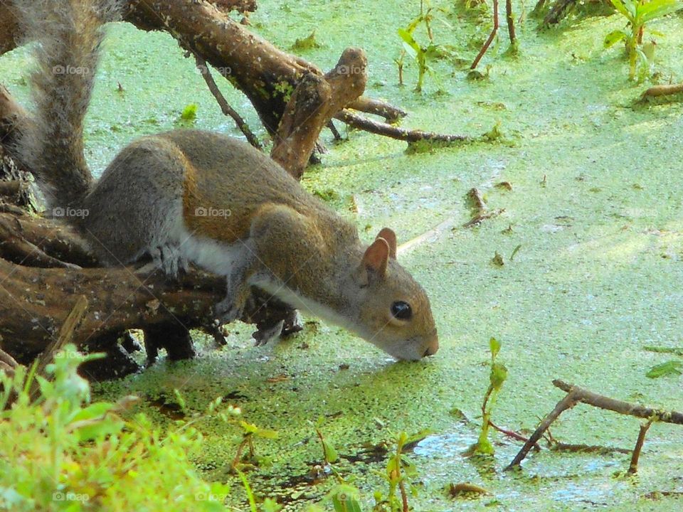 A squirrel sitting on a tree branch leans down to get a drink in the green water of Lake Lily Park in Maitland, Florida.