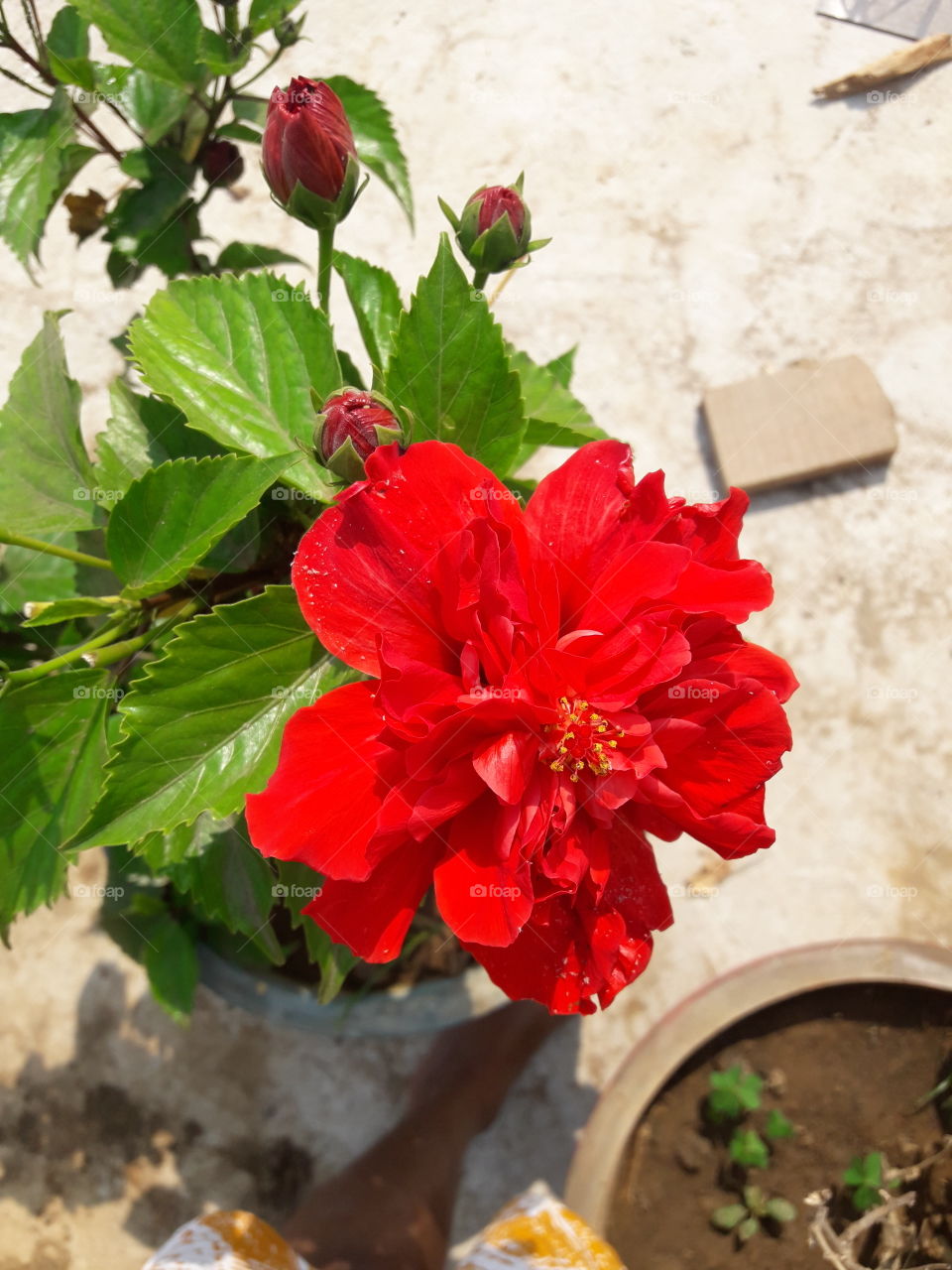 beautiful rare red hibiscus flowers in our garden