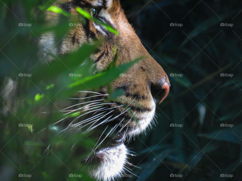 Tiger in the jungle.
