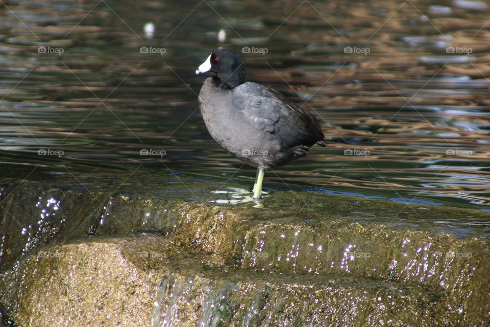Coot at a Waterfall
