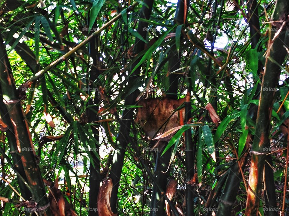 Bamboo Garden