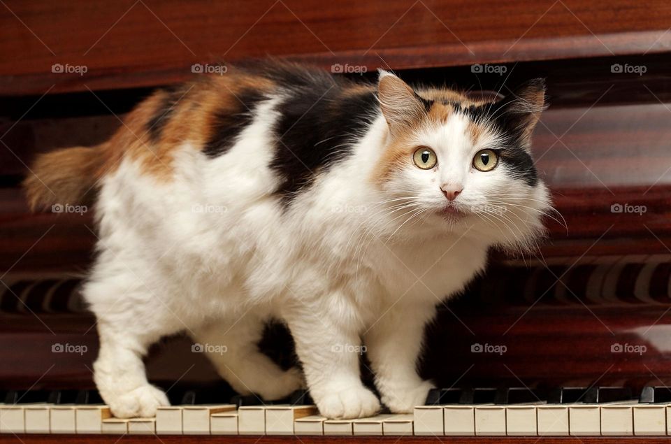 A tricolor cat plays the piano.