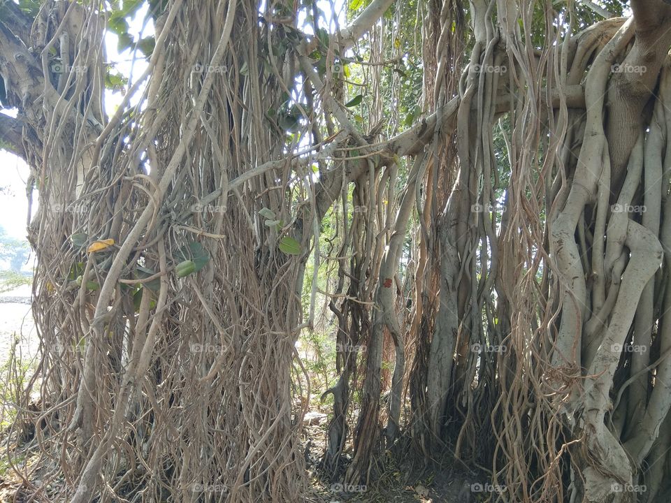 tree wooden root nature seen