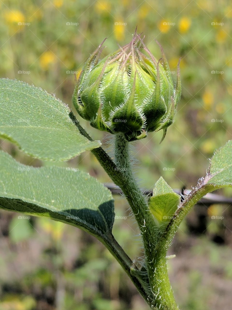 budding sunflower