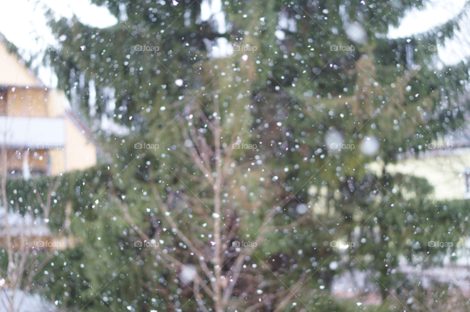 Winter, Christmas, Snow, Tree, Rain