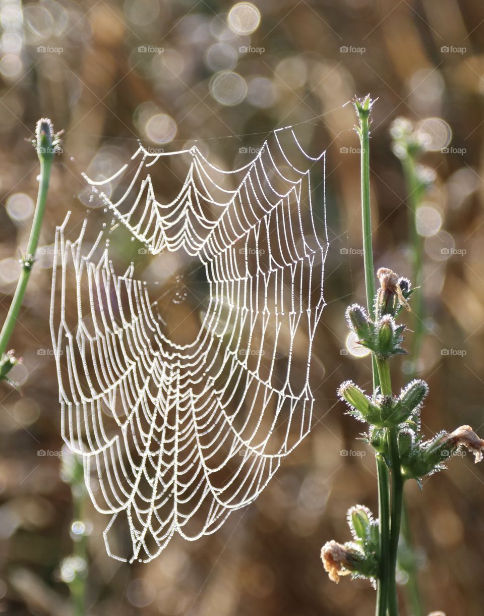 Spider web with dew on it, early in the morning 