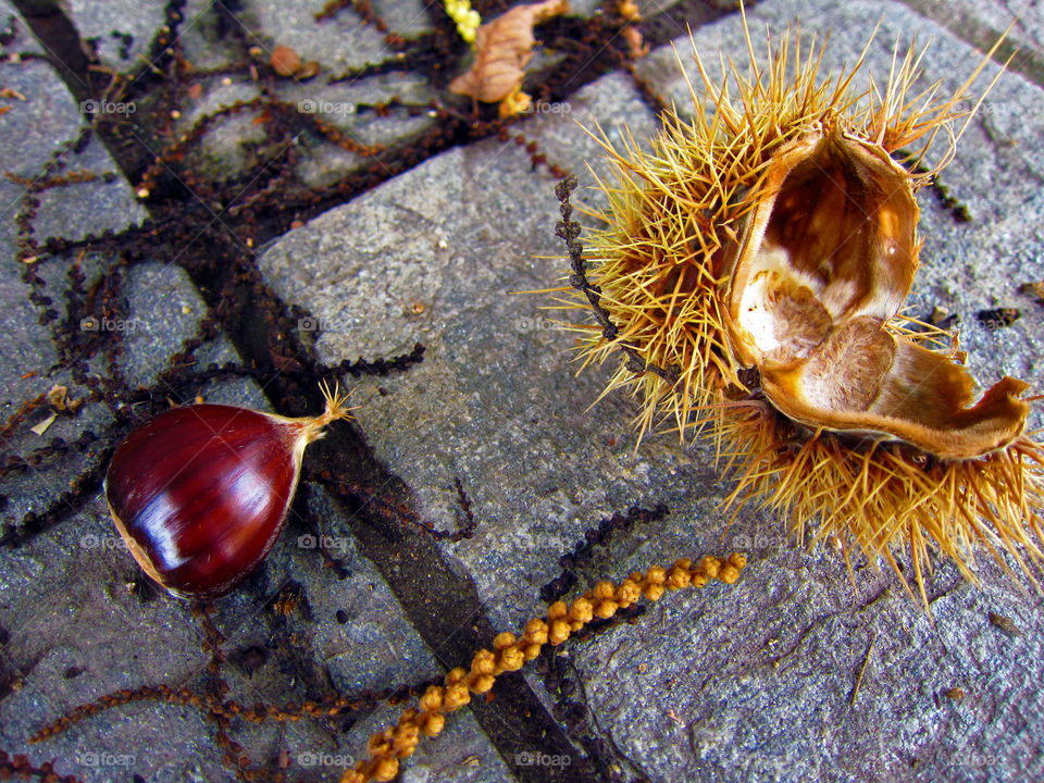 Open chestnut fallen from burr. A chestnut fallen from a tree after an autumn rain, left open by a spiny burr.